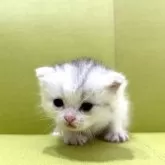 ミヌエット(長足)