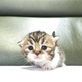 ミヌエット(短足)