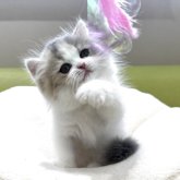 ミヌエット(短足)