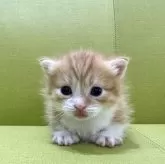 マンチカン(短足)