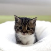 ミヌエット(短足)