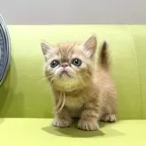 エキゾチックショートヘア