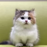 マンチカン(短足)【岐阜県・女の子・2024年12月15日・ブラウンパッチドタビーホワイト】の写真1「極上マンチカン💕」