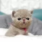 エキゾチックショートヘア