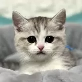 ミヌエット(短足)