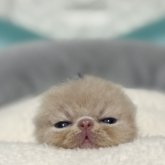 エキゾチックショートヘア