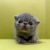 エキゾチックショートヘア