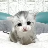 ミヌエット(長足)