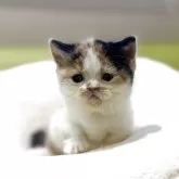 ミヌエット(短足)