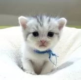 ミヌエット(長足)