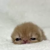 エキゾチックショートヘア