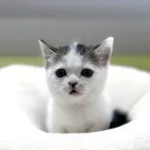 マンチカン(短足)