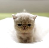 エキゾチックショートヘア