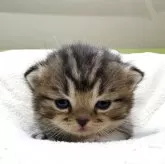 ミヌエット(長足)