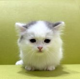 マンチカン