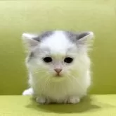 マンチカン(短足)