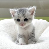 ミヌエット(長足)