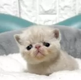 エキゾチックショートヘア