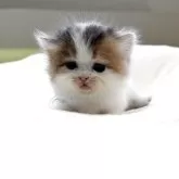 ミヌエット(短足)