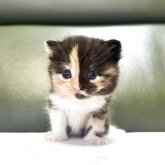 ミヌエット(長足)