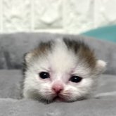 マンチカン