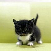 ミヌエット(短足)