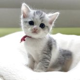 ミヌエット(長足)