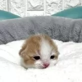マンチカン(長足)