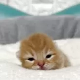 マンチカン(短足)