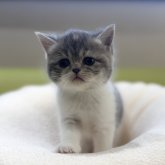 ミヌエット(長足)