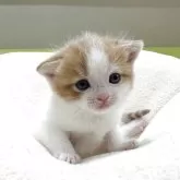マンチカン(長足)
