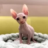 スフィンクス