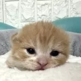 ミヌエット(短足)【岐阜県・女の子・2025年10月17日・レッドタビーホワイト】の写真1「将来楽しみ😊」