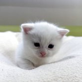 マンチカン(長足)