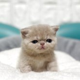 エキゾチックショートヘア