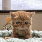 エキゾチックショートヘア