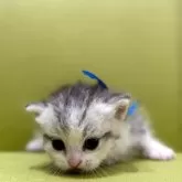 ミヌエット(短足)