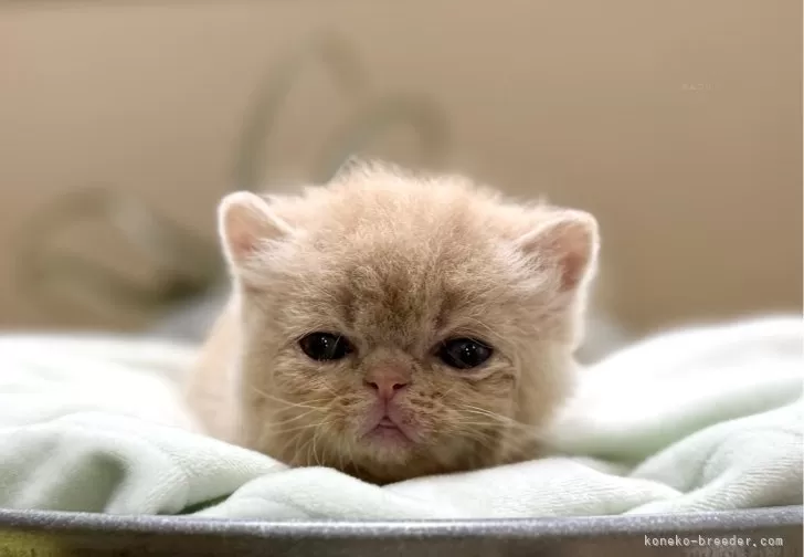 癒されネコのあみぐるみ・エキゾチックショートヘアのくるみ