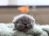 エキゾチックショートヘア【岐阜県・男の子・2025年6月11日・ブルータビー】の写真2「💤💤💤」