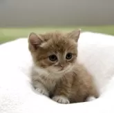 ミヌエット(短足)【岐阜県・女の子・2025年10月17日・レッドタビーホワイト】の写真2「かわいい🩷」