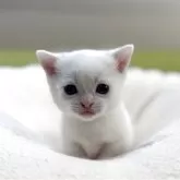 マンチカン(短足)【岐阜県・女の子・2025年10月27日・ホワイト】の写真2「甘えん坊さん予感💕」