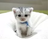 ミヌエット(長足)【岐阜県・男の子・2025年10月3日・シルバータビーホワイト】の写真3「かわいい🩷」