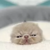 エキゾチックショートヘア【岐阜県・男の子・2025年11月22日・クリームタビー】の写真3「めちゃかわ💕」