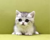 ミヌエット(短足)【岐阜県・男の子・2025年2月27日・シルバータビーホワイト】の写真3「甘えん坊さん💕」