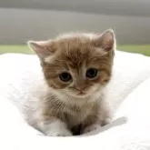 ミヌエット(短足)【岐阜県・女の子・2025年10月17日・レッドタビーホワイト】の写真3「甘えん坊さん予感💕」