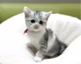 ミヌエット(長足)【岐阜県・女の子・2025年10月3日・シルバーパッチドタビーホワイト】の写真4「甘えん坊さん💕」