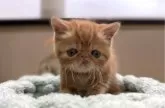 エキゾチックショートヘア【岐阜県・男の子・2025年4月10日・レッドタビー】の写真4「かわいい🩷」