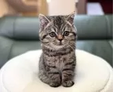 ミヌエット(長足)【岐阜県・男の子・2024年11月20日・ショート】の写真5「かわいい🩷」