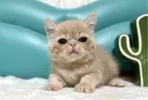 エキゾチックショートヘア【岐阜県・男の子・2025年3月22日・クリームタビー】の写真5「かわいい🩷」