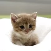 ミヌエット(短足)【岐阜県・女の子・2025年10月17日・レッドタビーホワイト】の写真5「かわいい🩷」